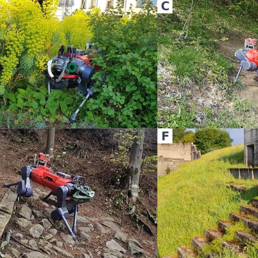 Learning robust perceptive locomotion for quadrupedal robots in the wild